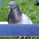 Image for article titled What I Learned Trying To Bang Pigeons